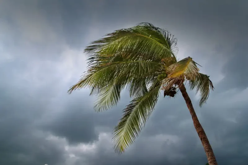 Palm Tree in Windstorm