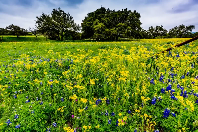 Texas wild flowers spring