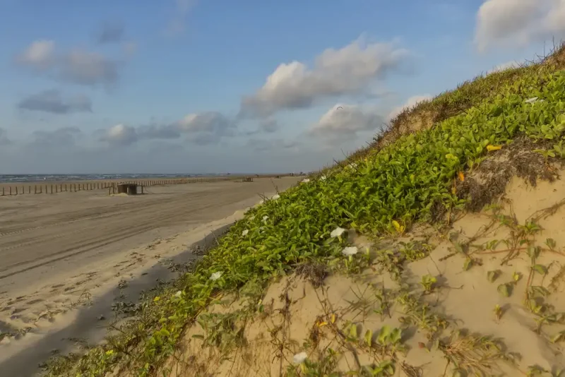 Port Aransas Sand Dunes